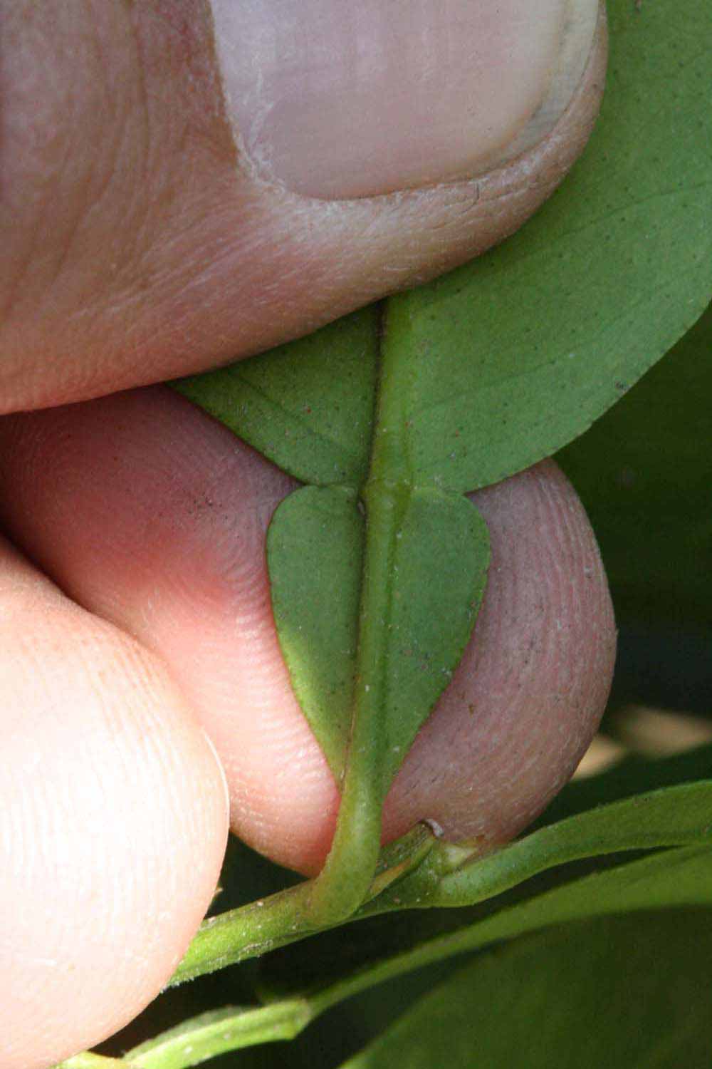              Petiole (Riverside, CA)       